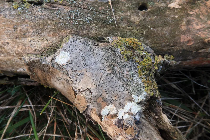 Alyxoria varia 1 - IMG_6951